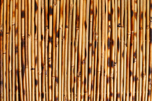 Bamboo-Wallpaper