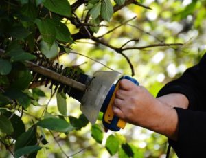 Chainsaw trimming back bushes. Giving your exterior a spring makeover.